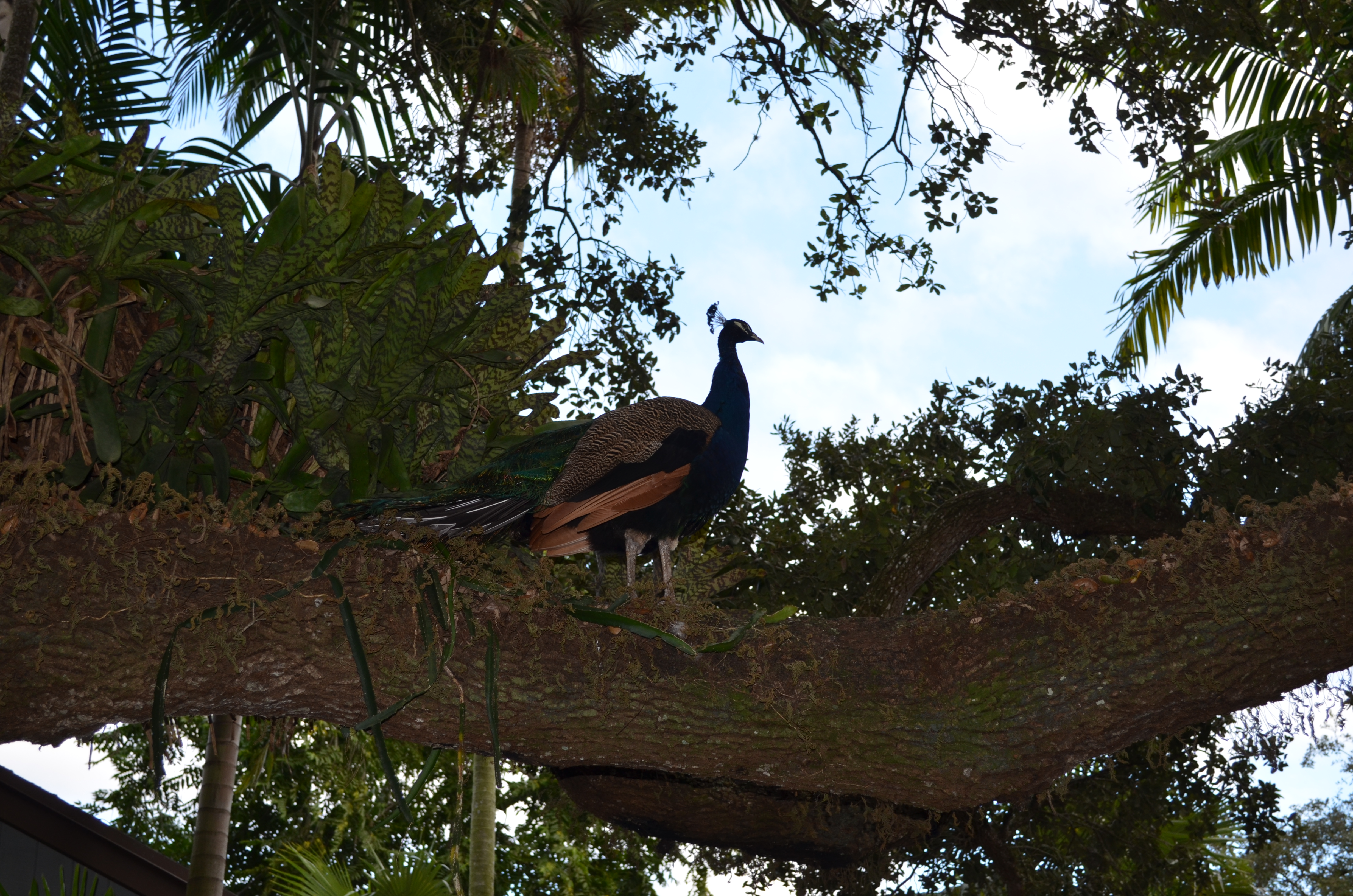 ./2014/Flamingo Gardens/DSC_8098.JPG